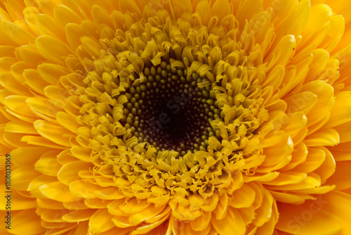 A bright yellow flower blooms against a soft green background, showcasing its delicate petals and intricate central pattern. Two budding blossoms flank the main flower, hinting at new growth.