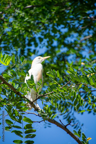 The western cattle egret (Bubulcus ibis)