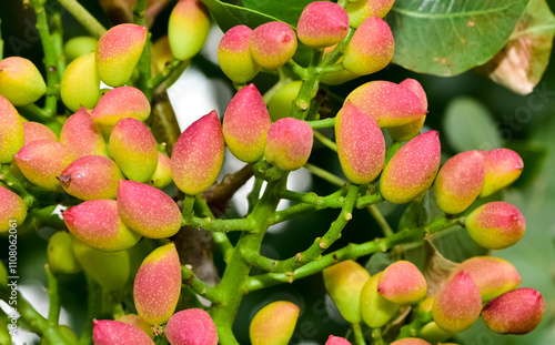 photo of fresh pistachios on a tree