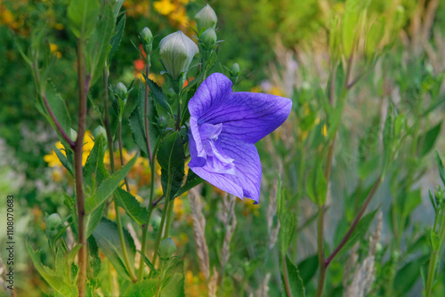 Cottage garden. Platycodon grandiflorus is blooming. Romantic plants. Nature floral background. Balloon flowers in meadow. photo