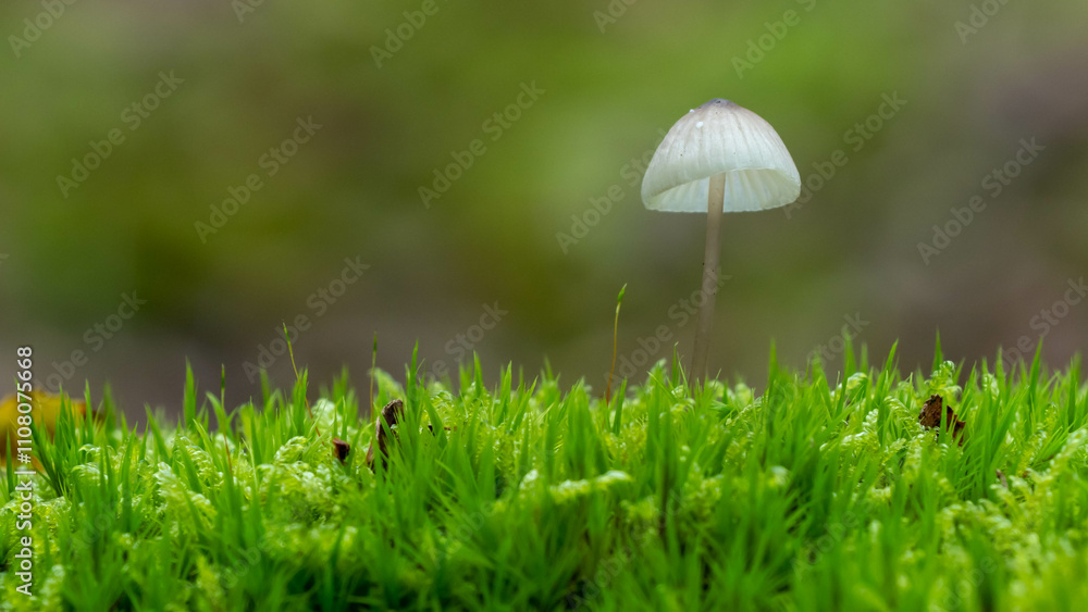 small mushroom growing on a patch of moss in the forest small mushroom growing on a patch of moss in the forest