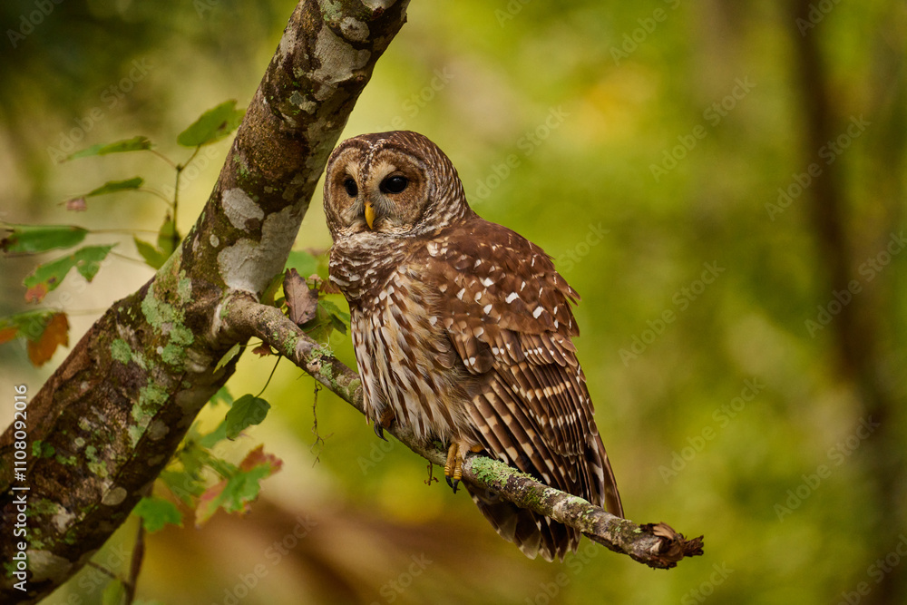 Obraz premium Barred owl sitting on a perch 