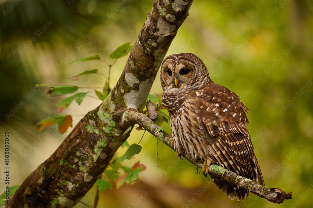 Obraz premium Barred owl sitting on a perch 