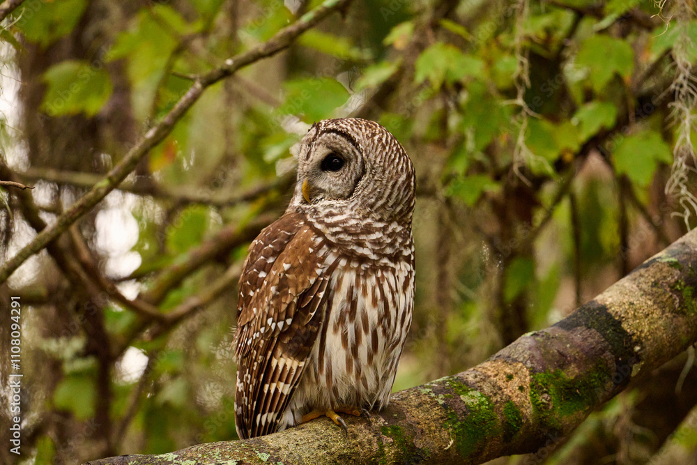 Obraz premium Barred owl sitting on a perch 