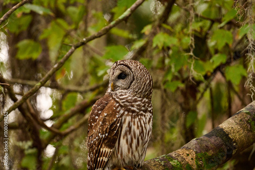 Wallpaper Mural Barred owl sitting on a perch  Torontodigital.ca