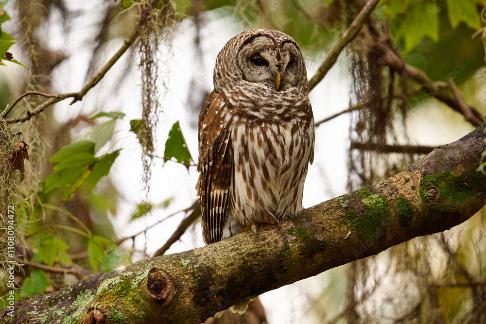Obraz premium Barred owl sitting on a perch 