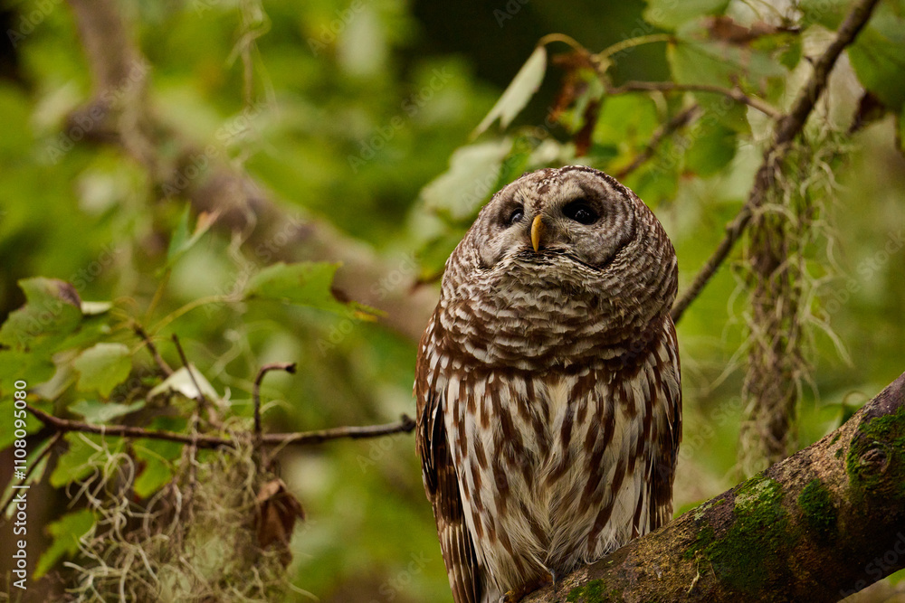 Fototapeta premium A barred owl sitting on a branch 