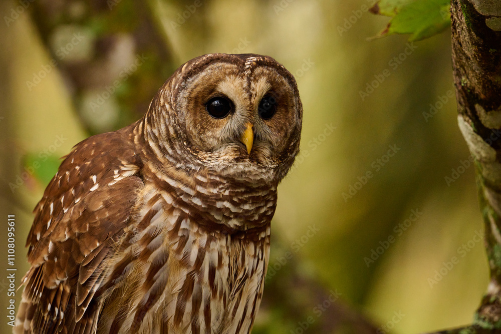 Fototapeta premium a barred owl sitting on a branch 