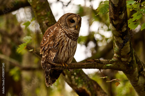 a barred owl sitting on a branch  photo