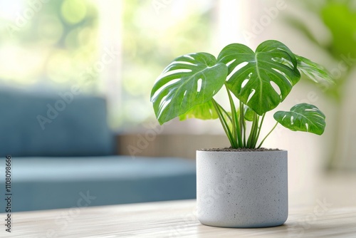 Indoor potted plant with lush green leaves on wooden table in a bright living space