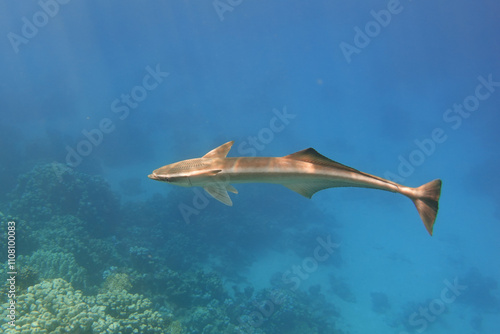 Remora fish swimming alone in the blue sea