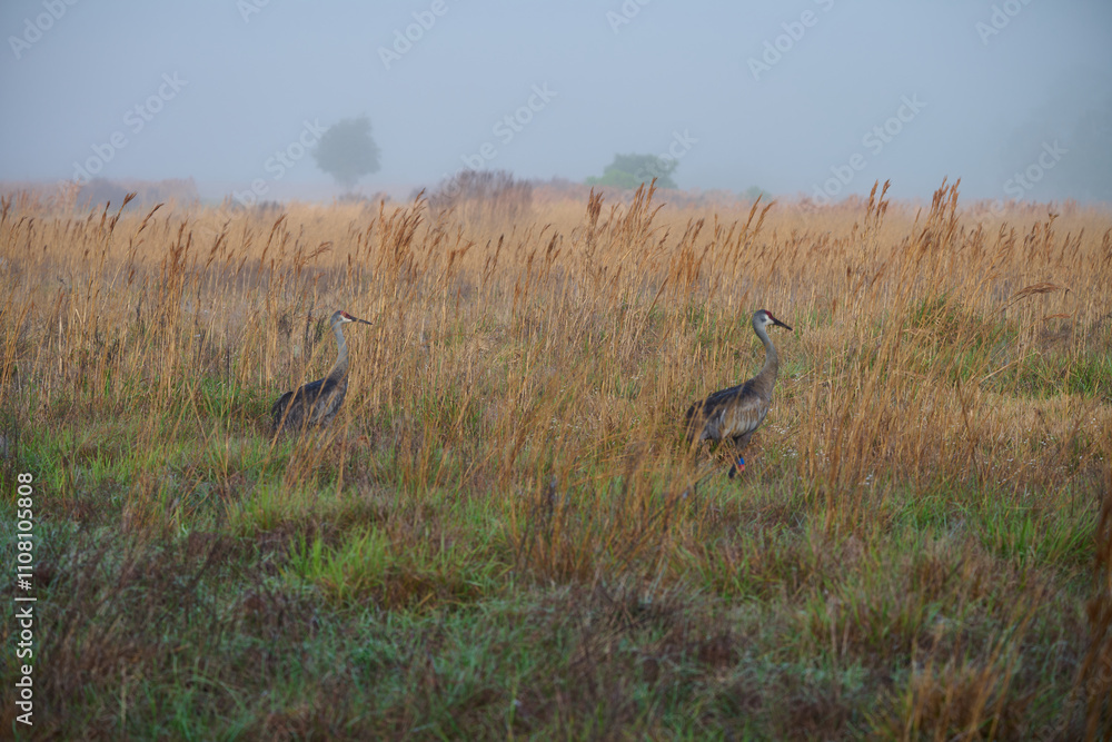 sandhill crane colts with their parents sandhill crane colts with their parents