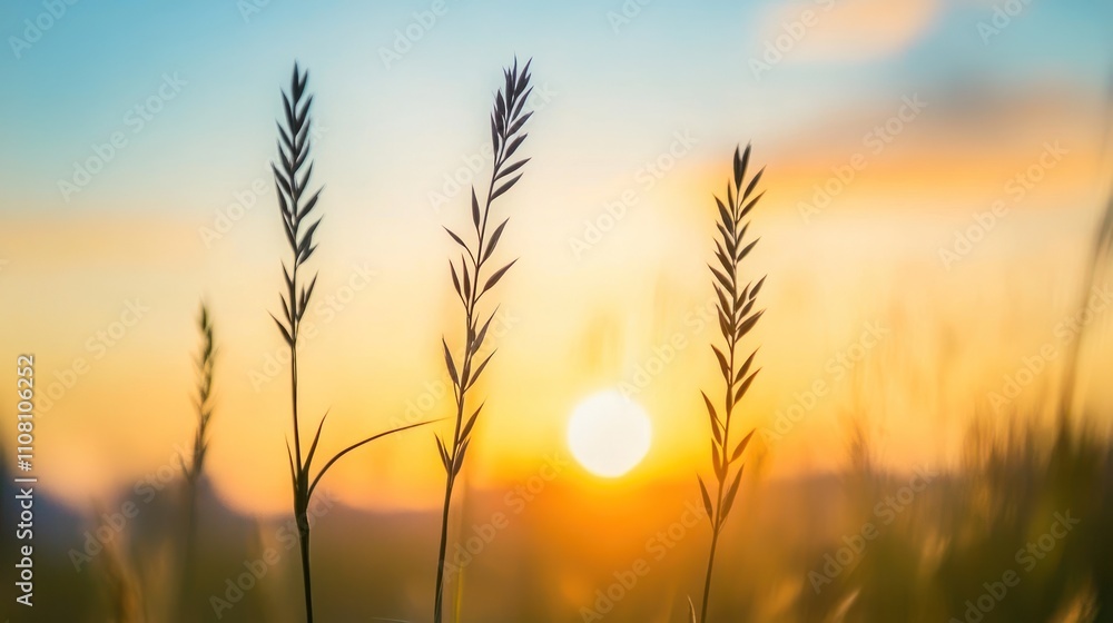 Silhouetted Grass Blades at Sunset Golden Hour Silhouetted Grass Blades at Sunset Golden Hour