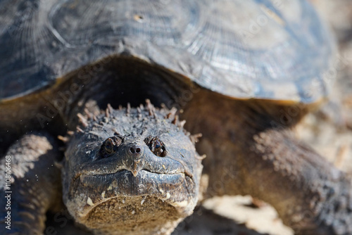 closeup of alligator snapping turtle 