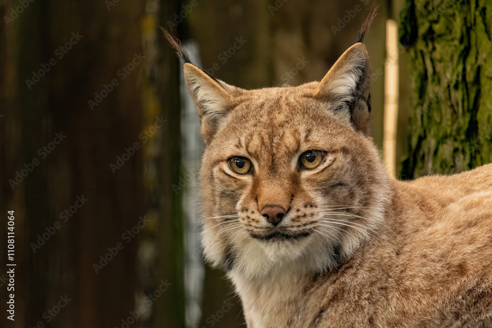 Fototapeta premium The Eurasian lynx (Lynx lynx), also known as the European lynx