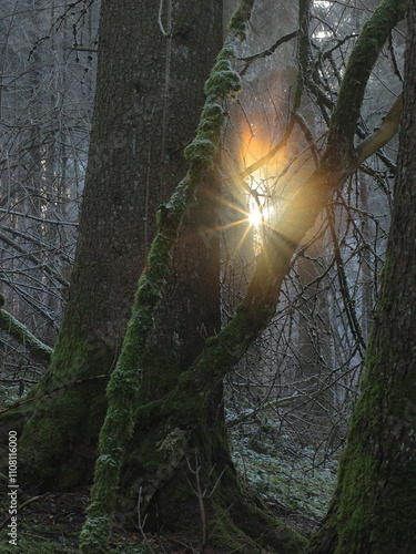 Licht im Wald