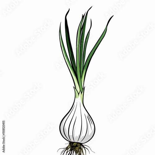 Bold scallion illustration shows white bulb with root structure and splayed green stalks. Stylized with subtle shading against white background. Concept culinary website, cookbook, farmer's market.