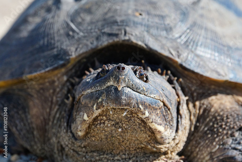 closeup of alligator snapping turtle 