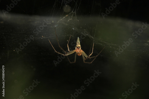 natural parasteatoda tepidariorum spider macro	 photo