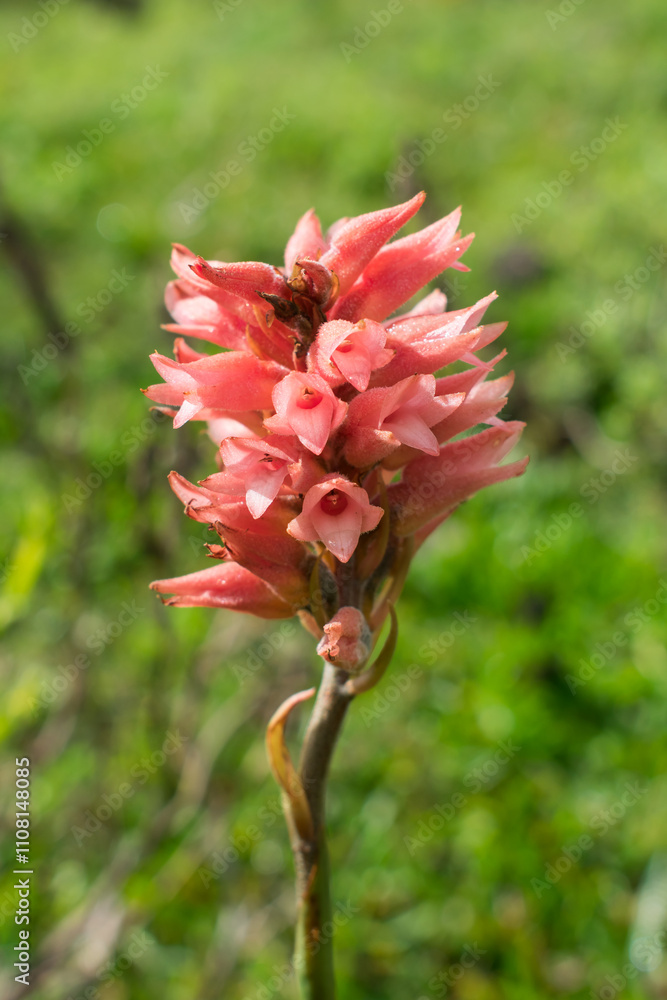 Sacoila lanceolata (Leafless Beaked Lady Orchid) in Sao Francisco de Paula, South of Brazil Sacoila lanceolata (Leafless Beaked Lady Orchid) in Sao Francisco de Paula, South of Brazil