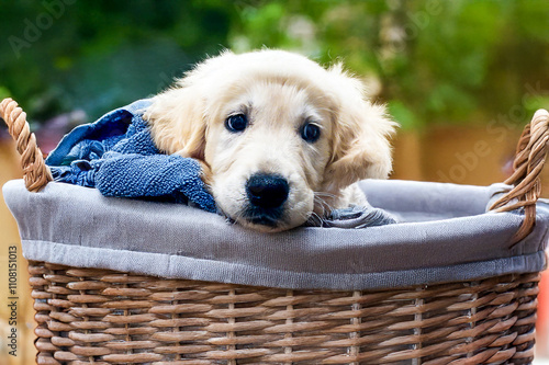 Portrait Golden Retriever Labrador Puppy Dog in Laundry Basket with Clothing 