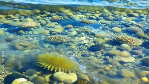 Underwater Scene with Colorful Marine Life and Pebbles Below Surface