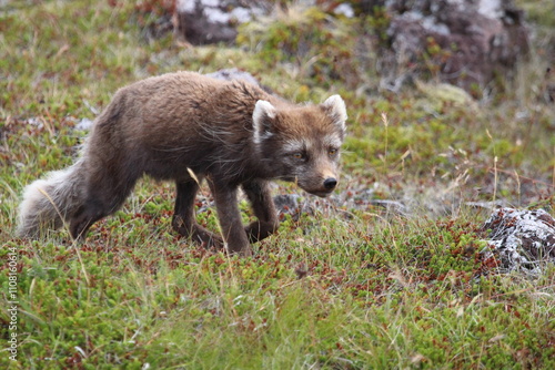 Arctic Fox Stalking in the Grass