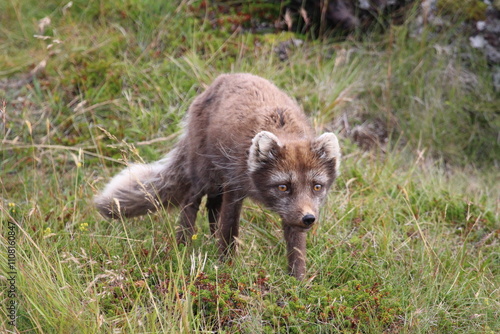 Arctic Fox Stalking Stealthily Through Grass in Iceland