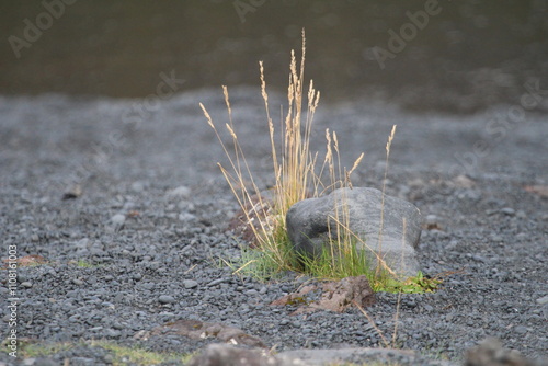 Close-Up of Grass Growing on Volcanic Rock at an Icelandic Beach