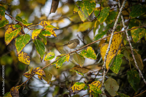 Ruby-crowned Kinglet in a tree  photo