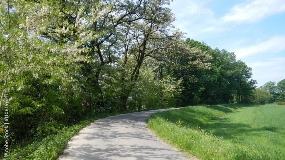 Obraz premium Asphalt road between green field and trees with blooming in white Robinia pseudoacacia, Black locust and blue sky - natural rural view. Topics: natural environment, vegetation, season, nature