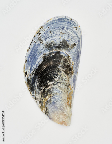 Highly detailed magellan mussel on a white background