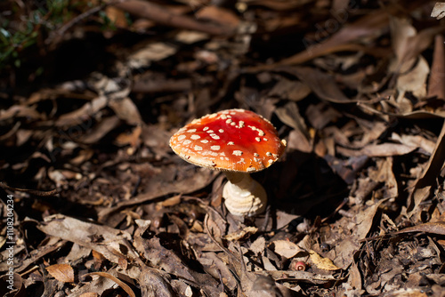 Speckled scarlet fly agaric mushroom