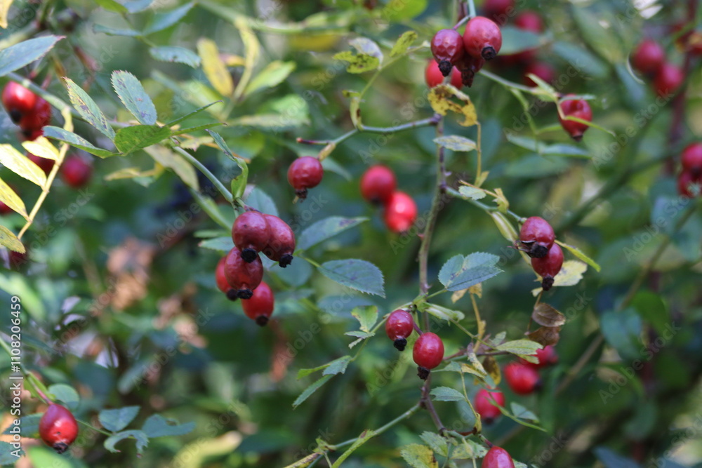 Obraz premium red berries on a bush