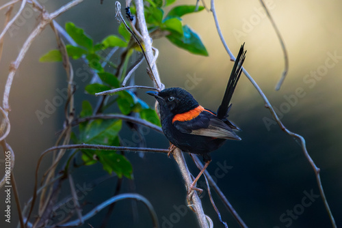 A male Red-backed Fairywren perched on a branch