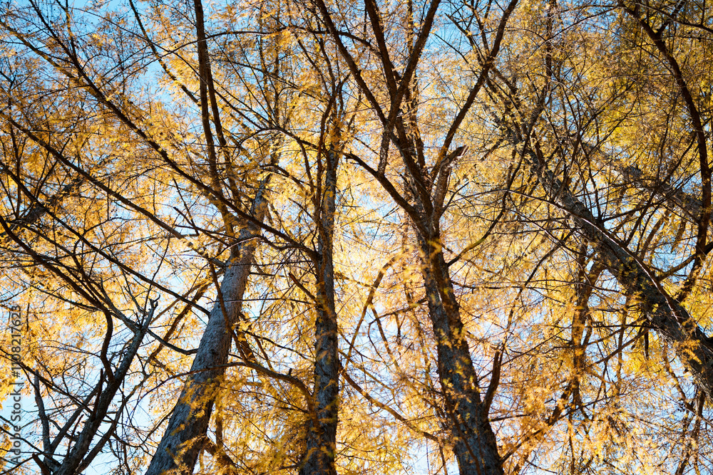 Fototapeta premium カラマツの森