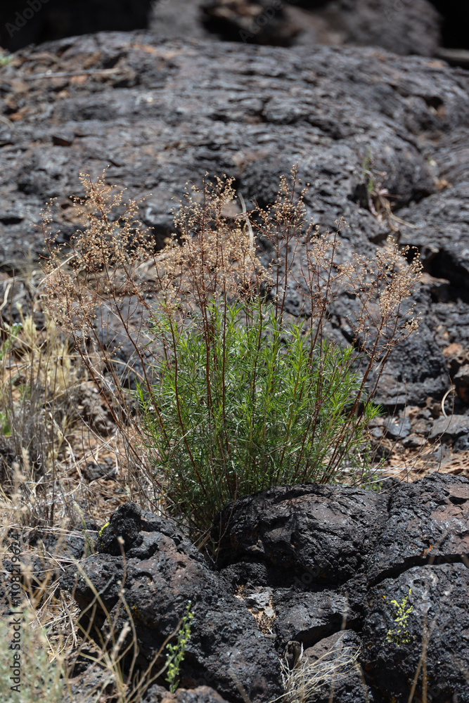 Obraz premium Carrizozo Malpais lava flow, New Mexico
