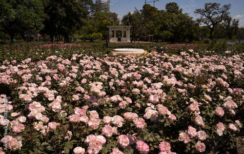 Landscaping and garden design. Roses flower bed blossoming in the park. View of Rosa Charles Aznavour flowers of white and light pink petals blooming in spring photo