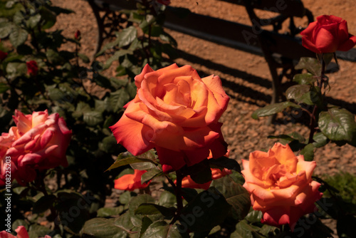 Orange roses blooming in the garden. Closeup view of Rosa Christophe Colomb green leaves and orange flowers, blooming in the park in spring photo