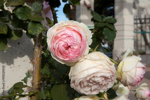 Spring flowers. Roses blossom in the garden. Closeup view of climbing Rosa Pierre de Ronsard, also known as Eden rose, flowers of light pink petals, blooming in the park