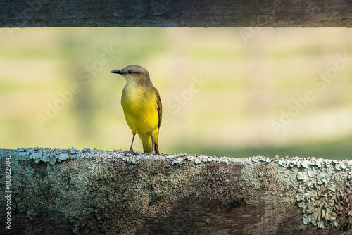 Cattle Tyrant bird (Machetornis rixosa) photo