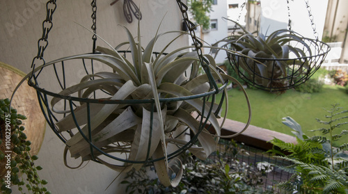 Hanging pots and exotic air plants. Closeup view of a Tillandsia xerographica, also known as xerographic air plant, potted in a metal container hanging from the roof in the balcony.	
 photo