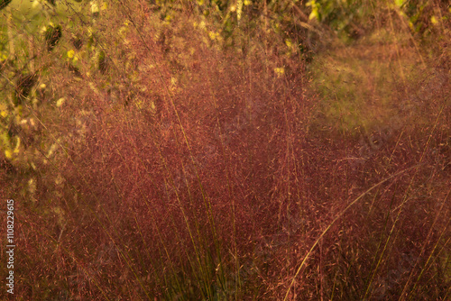 Floral background texture and pattern. Closeup view of ornamental grass Muhlenbergia capillaris, also known as pink muhly grass, green leaves and pink flowers, blooming in the garden at sunset photo