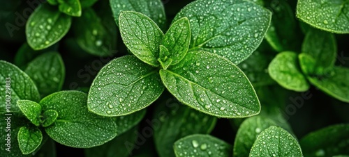 Dew-Kissed Leaves: A Close-Up of Lush Green Foliage