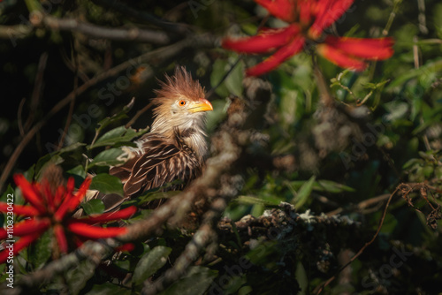 Guira Cuckoo bird (Guira guira) photo