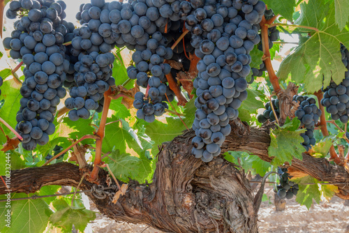red wine grapes, La Rioja. Spain