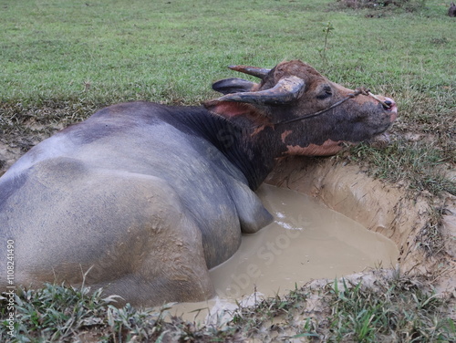 Southeast Asian buffalo Soak your body in mud to reduce heat from the sun and prevent frostbite,Buffalo is an animal that likes to soak in the mud to cool off
 photo