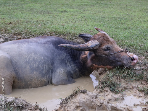 Southeast Asian buffalo Soak your body in mud to reduce heat from the sun and prevent frostbite,Buffalo is an animal that likes to soak in the mud to cool off
 photo