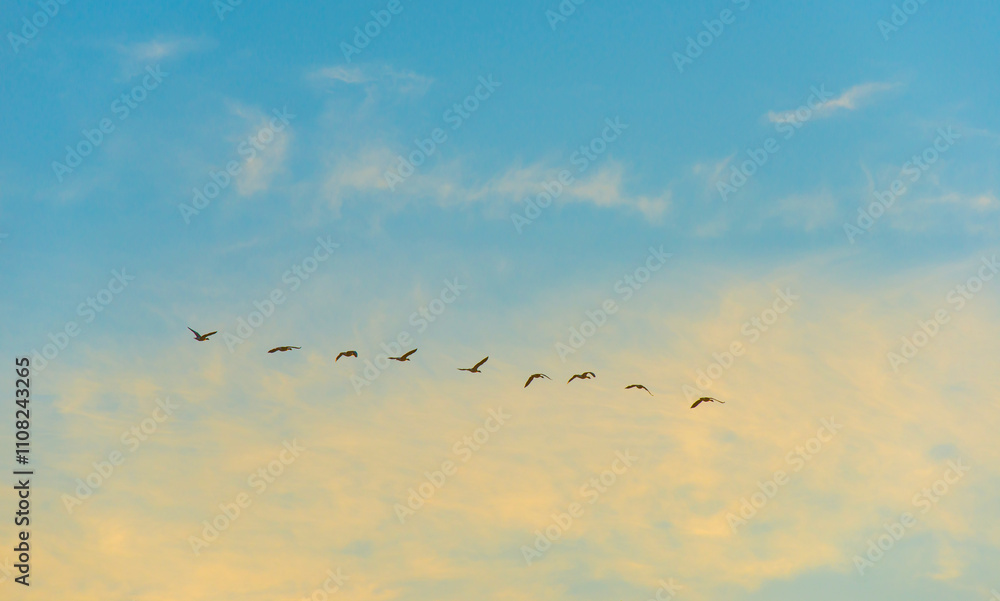 Fototapeta premium Birds flying in a colorful sky at sunrise in autumn, Almere, Flevoland, The Netherlands, November 29, 2024