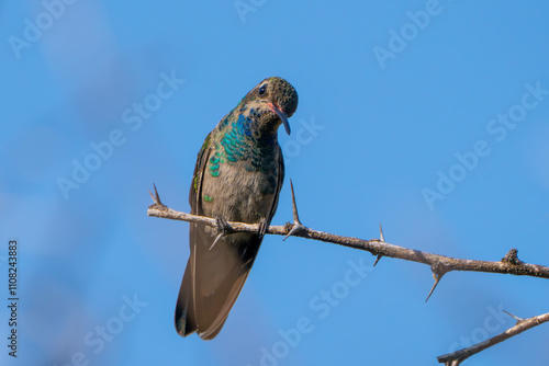 Colibrí Pico Ancho, Broad-billed Hummingbird